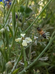 Apis mellifera