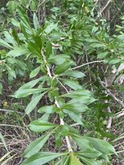 Crescentia linearifolia