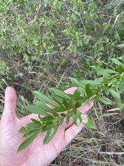 Crescentia linearifolia