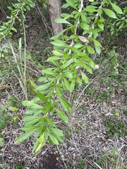 Crescentia linearifolia