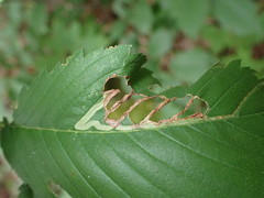 Agromyza aristata