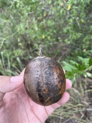 Crescentia linearifolia