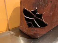 Coronidia orithea