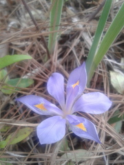 Iris verna