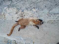 Nasua narica yucatanica