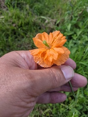 Papaver californicum