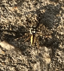 Phintelloides versicolor