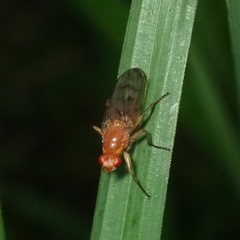 Sciomyzoidea