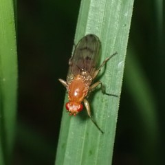 Sciomyzoidea