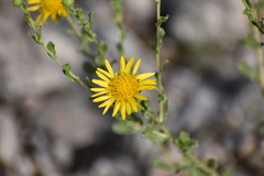 Grindelia oxylepis