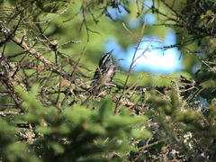 Mniotilta varia image