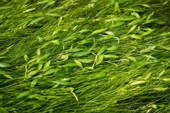 Potamogeton epihydrus