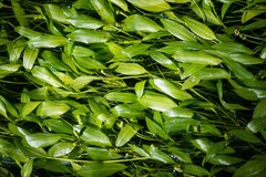 Potamogeton epihydrus