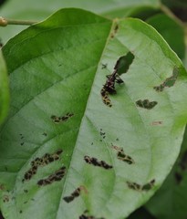 Euscelus inaequalis