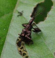 Euscelus inaequalis