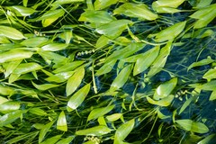 Potamogeton epihydrus