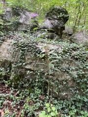 Vernonia flaccidifolia