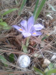 Iris verna