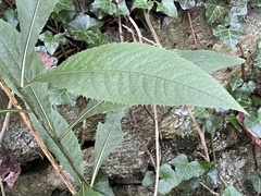 Vernonia flaccidifolia