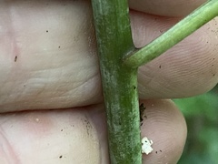 Vernonia flaccidifolia