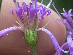 Vernonia flaccidifolia