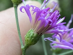 Vernonia flaccidifolia