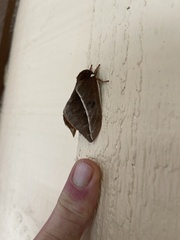 Automeris zephyria