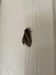 Automeris zephyria
