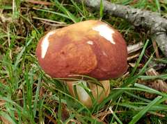 Boletus pinophilus