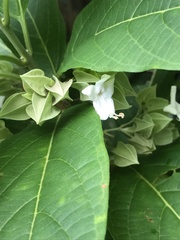 Clerodendrum fortunatum
