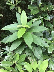 Clerodendrum fortunatum