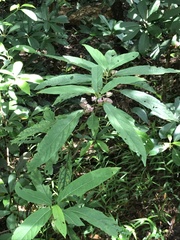 Clerodendrum fortunatum