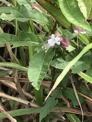 Clerodendrum fortunatum