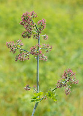 Thalictrum coriaceum