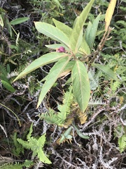 Clerodendrum fortunatum