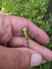 Papaver californicum