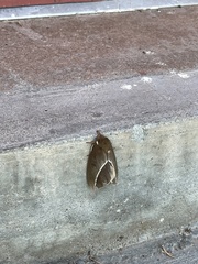 Automeris zephyria