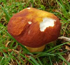 Boletus pinophilus