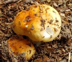 Boletus pinophilus