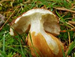 Boletus pinophilus