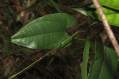 Dioscorea transversa