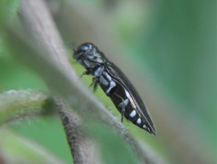 Agrilus latifrons