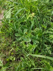 Papaver californicum