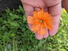Papaver californicum