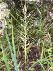 Elymus hystrix
