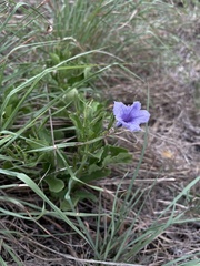 Ruellia tuberosa