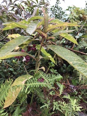 Clerodendrum fortunatum
