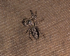 Platycryptus undatus