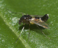 Cricotopus bicinctus