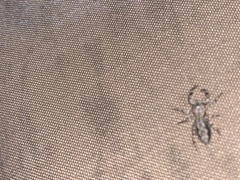 Platycryptus undatus